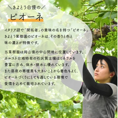 【2026年先行予約】ピオーネ 上級品3-5房入/計2kg～(岡山県産)【配送不可地域：離島】