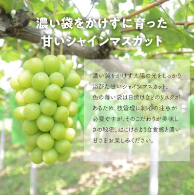 【2026年先行予約】【厳選品】大粒シャインマスカット1房/700g以上(岡山県産)【配送不可地域：離島】