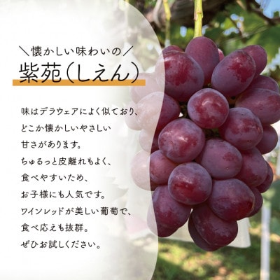 【2026年先行予約】【お試し便】 紫苑(しえん) 1房500g～(岡山県産)【配送不可地域：離島】