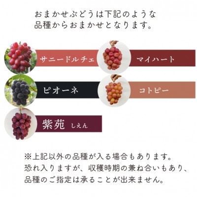 【2026年先行予約】シャインマスカット＆生産者いちおし葡萄 2房合わせて/約1kg～(岡山県産)【配送不可地域：離島】