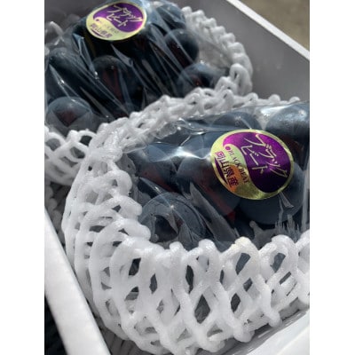 【先行予約 2026年発送】岡山県産　アントシアニン豊富な　ブラックビート　2房(合計約1kg)【配送不可地域：離島】