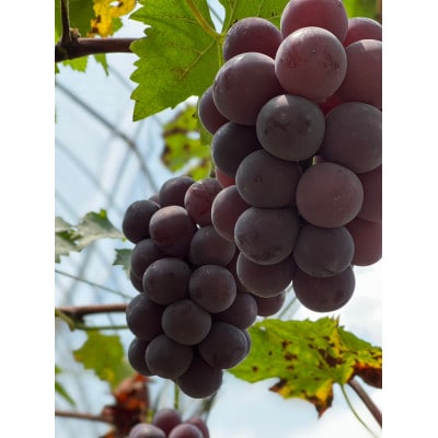 【先行予約 2026年発送】岡山県産　種なし完熟 ニューピオーネ　2房(約1kg)【配送不可地域：離島】