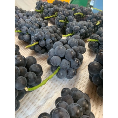 【先行予約 2026年発送】岡山県産　種なし完熟 ニューピオーネ　3房～6房(合計約2kg)【配送不可地域：離島】