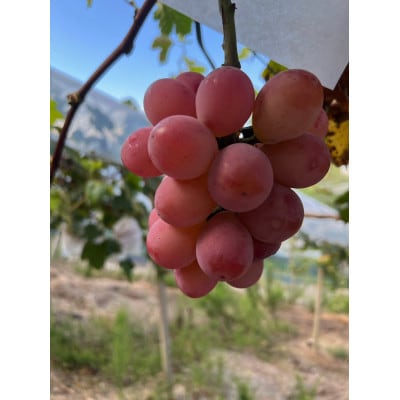 【先行予約 2026年発送】岡山県産　クイーンニーナ 2房 合計約900g【配送不可地域：離島】