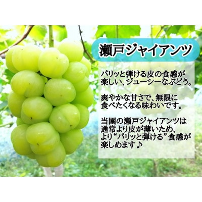 【2026年先行受付】お試し　朝採り新鮮!人気ぶどう瀬戸ジャイアンツ1房　500g以上【配送不可地域：離島】