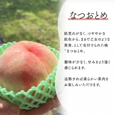 【2026年先行予約】乙女のような可愛い甘い桃「なつおとめ」上級品 5-7玉入(岡山県産)【配送不可地域：離島】