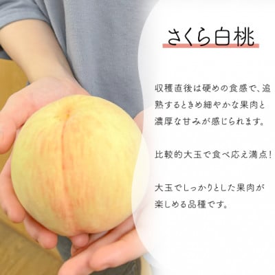 【2026年先行予約】しっかりとした果肉が美味しい「さくら白桃」上級品 4-6玉入(岡山県産)【配送不可地域：離島】