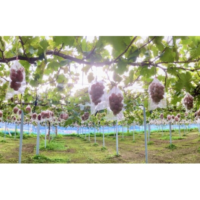 【2026年発送】朝採りクイーンニーナ2房入(約1kg)【配送不可地域：離島】