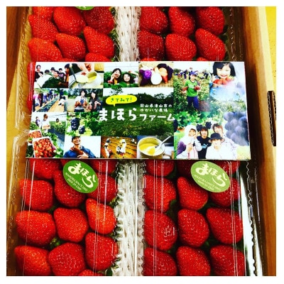 【2026年1月より順次発送】朝採れ新鮮まほらのいちご(さちのか)4パック入り箱【配送不可地域：離島・北海道・沖縄県】