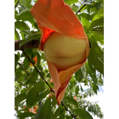 【2025年先行予約】2025年10月上旬頃より発送予定・希少品種の岡山の白桃・CX(1.5kg箱)【配送不可地域：離島】