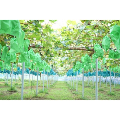 【2026年発送】朝採りシャインマスカット2房入(約1.2kg)【配送不可地域：離島】