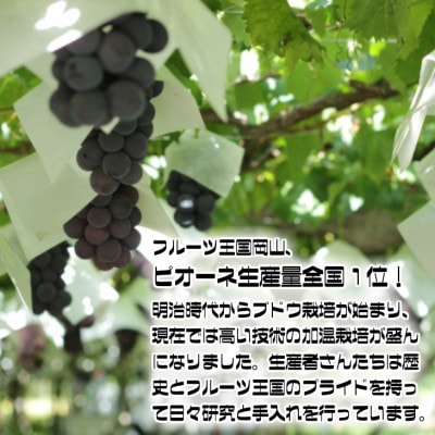 【2026年発送】糖度抜群ぶどう【秀品】岡山産!種なしピオーネ2kg以上(3～4房)　ギフトにも【配送不可地域：離島】