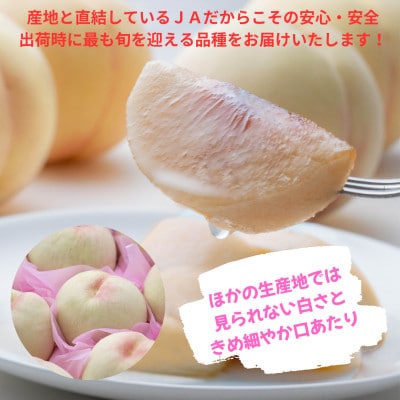 【2026年発送】ご家庭用　おかやまの桃　約1.8kg(7～9玉)【配送不可地域：離島・沖縄県】
