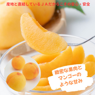 【先行受付】ご家庭用　おかやまの黄金桃　約1.3kg(5～6玉)【配送不可地域：離島・沖縄県】