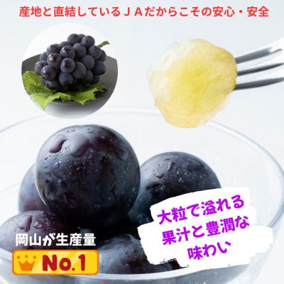 【先行受付】ご家庭用 ニューピオーネ 約2.0kg(3～5房)【配送不可地域：離島】