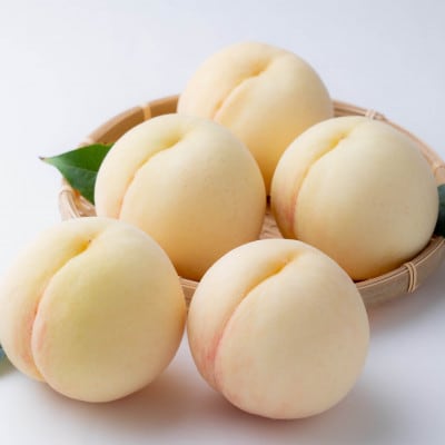 【先行受付】ご家庭用　白桃(晩生種)　 約1.5kg(5～6玉)【配送不可地域：離島】