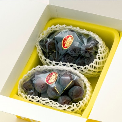 【2026年発送】ご家庭用　岡山県産ニューピオーネ(クール便)　約1.2kg(2～3房)【配送不可地域：離島】