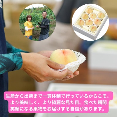 【2026年発送】岡山県産清水白桃　8玉・約2.0kg【配送不可地域：離島】