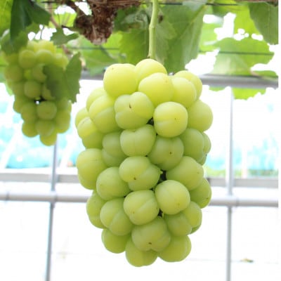 【2026年発送】岡山県産桃太郎ぶどう　1房・約500g(クール便)【配送不可地域：離島】