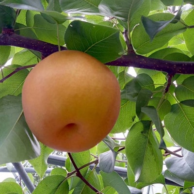 《2025年9月中旬より順次発送》新高梨 ふわり(5玉入り)【配送不可地域：離島】