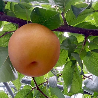 《2025年9月中旬より順次発送》 新高梨 ふわり(6玉入り)【配送不可地域：離島】