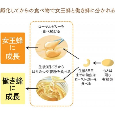 100%ローヤルゼリー粒　サプリ　(11631)