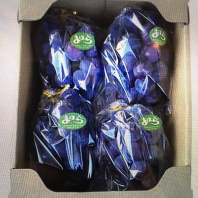 訳あり【2026年度発送分】早起き農家の直送便　ニューピオーネ2kg以上【配送不可地域：離島・北海道・沖縄県】