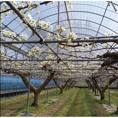 2025年11月下旬より順次発送予定　あたご梨 ふわり(5玉入り)