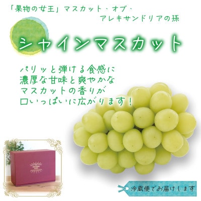 【2026年先行受付】岡山　花笑み農園の『食べ比べ4種』シャイン入り　贈答用　2kg(4房)4M-2【配送不可地域：離島・北海道・沖縄県】