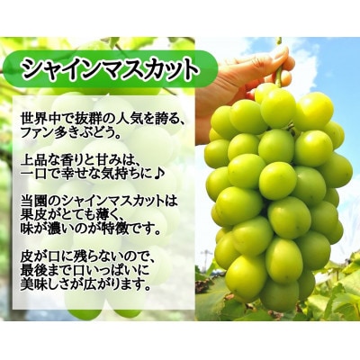 【2026年先行受付】お試しフルーツ王国岡山シャインマスカット2kg!　朝採れぶどう3～5房【配送不可地域：離島】