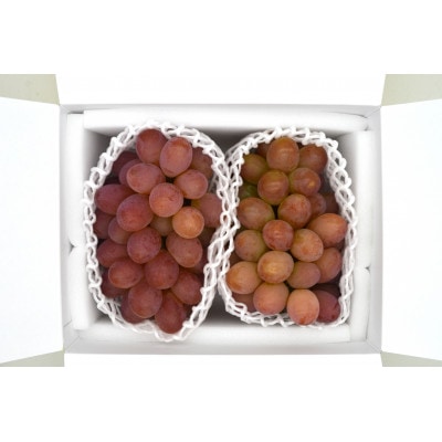 ぶどう 2026年 先行予約 紫苑 2～3房 約1.2kg 岡山県産【配送不可地域：離島】