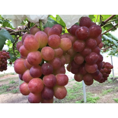 【2026年度発送分】希少品種ブドウわけありマスカットビオレ2kg【配送不可地域：離島・北海道・沖縄県】