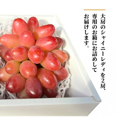 【2026年先行予約】シャイニーレディ大2房 計1.3kg～ 赤色の早生葡萄(岡山県産)【配送不可地域：離島】