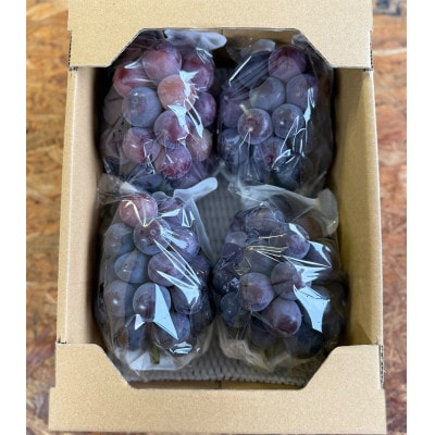 【2026年発送分】岡山県産 訳あり 朝摘みニューピオーネ 2kg(3～5房)【配送不可地域：離島】