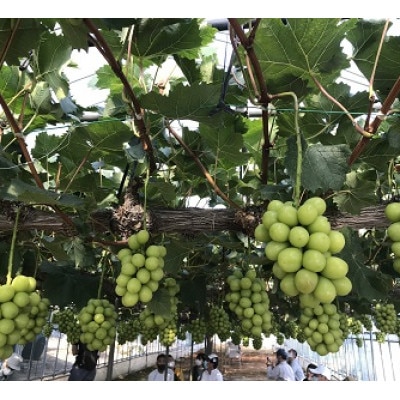 新鮮・朝採り後即出荷!岡山県　吉備高原産シャインマスカット　5kg(7～10房)ご贈答品