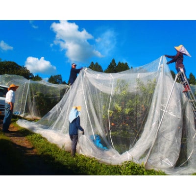 岡山県産  極甘・樹熟し白桃 5-8玉(約2kg)【配送不可地域：離島】