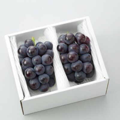 秋のニューピオーネ2房【冷蔵】2026年発送【配送不可地域：離島・北海道・沖縄県】