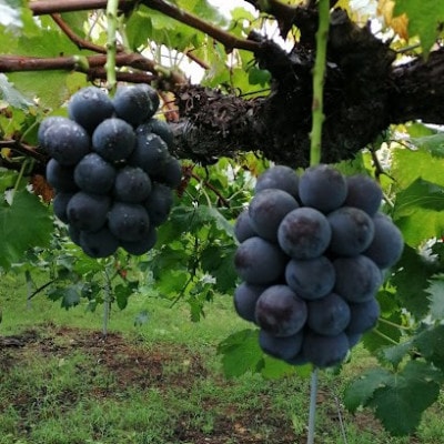 先行予約　岡山産　完熟ピオーネ　4～5房　2キロ以上【配送不可地域：離島】