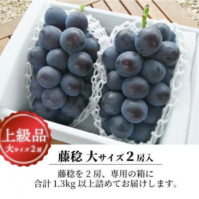 【2026年先行予約】大粒の黒葡萄「藤稔(ふじみのり)」大2房/計1.3kg～(岡山県産) ギフトに【配送不可地域：離島】