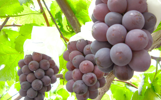 ◆先行受付◆　岡山県産　秋のニューピオーネ　2026年発送【配送不可地域：離島・北海道・沖縄県】