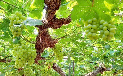 ◆先行受付◆　岡山県産　秋のマスカット・オブ・アレキサンドリア　2026年発送【配送不可地域：離島・北海道・沖縄県】
