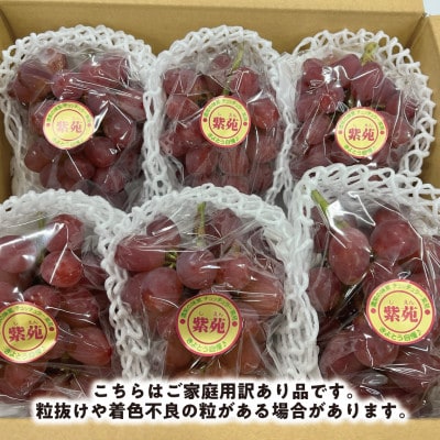 【2026年先行予約】【訳あり】紫苑(しえん)  ご家庭用 約3kg(岡山県産) デラウエアの味わい【配送不可地域：離島】