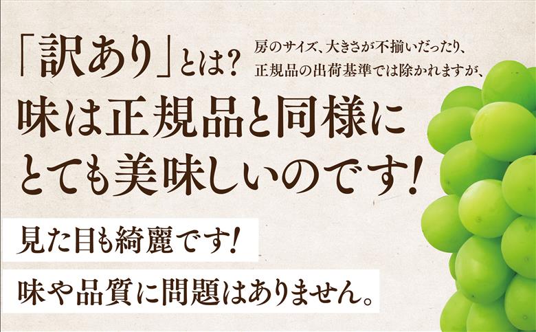 2026発送【訳あり】粒の大きさが不揃い 星乃シャインマスカット 820g 1房～2房【配送不可地域：離島・北海道・沖縄県】