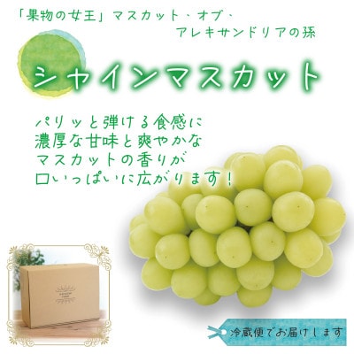 【2026年先行受付】岡山　花笑み農園の『食べ比べ4種』シャイン入り　優品　2kg(4房)4M-2優【配送不可地域：離島・北海道・沖縄県】