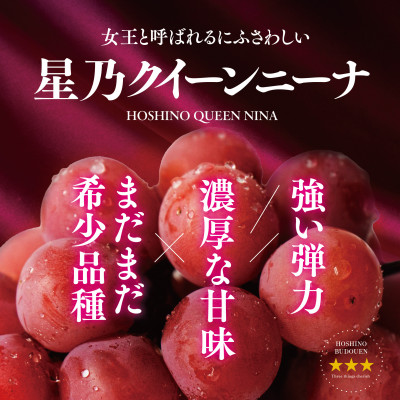 先行受付【三つ星ブランド】星乃クイーンニーナ 数量限定 3房～5房(1.7kg以上)【配送不可地域：離島・北海道・沖縄県】