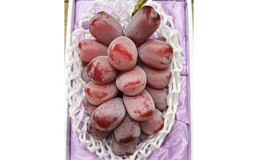 【先行受付】岡山県産　ブラックシャインマスカット 1房(600g以上)　化粧箱入り【配送不可地域：離島・北海道・沖縄県】