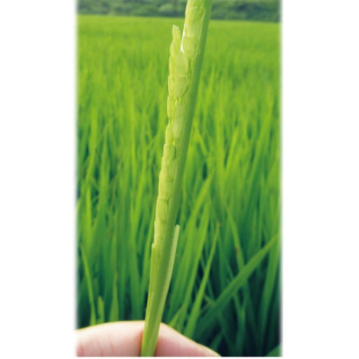 「にじのきらめき」(岡山県津山市加茂町産)　精米　10kg