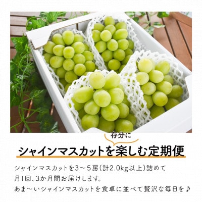 【発送月固定定期便】【2026年先行予約】シャインマスカットを楽しむ満足便/全便計6.0kg～全3回【配送不可地域：離島】