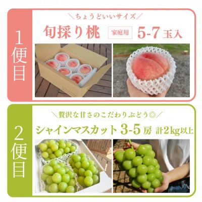 【発送月固定定期便】【2026年先行予約】桃とシャインマスカットが産地直送!ご家庭用定期便全2回【配送不可地域：離島・北海道・沖縄県】