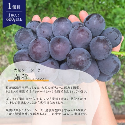 【発送月固定定期便】【2026年先行予約】藤稔とシャインマスカットの1房お試し2回便(岡山産)全2回【配送不可地域：離島】